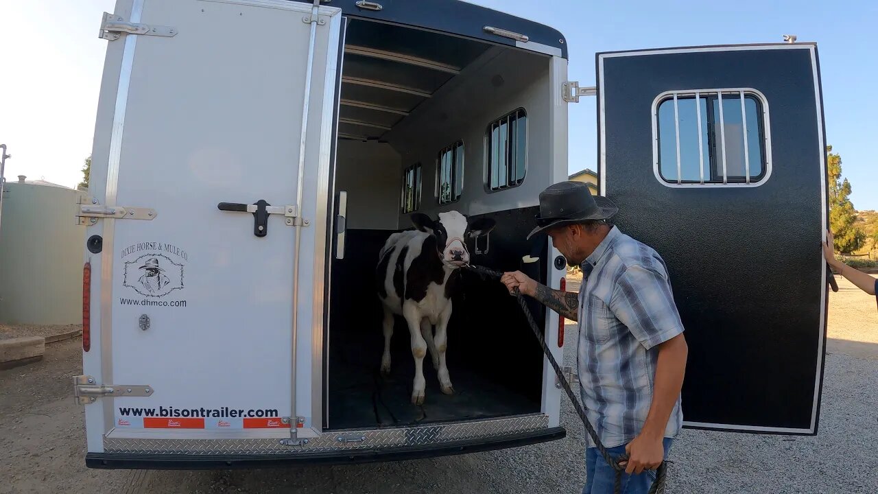 Added Another Cow to the Farm - Our First Chicken Harvest - Securing our Meat - Beautiful Living