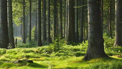 Celtic Sleep Music - Peace Light Forest | Relaxing, Soothing, Peaceful ★82