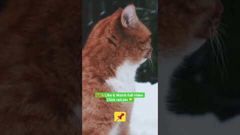 cute cat videos 😹funny videos 😂1314😻@🏝 تفكر في خلق الله ﷻ 🏝