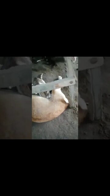 Cats & Dogs 001. Best Video