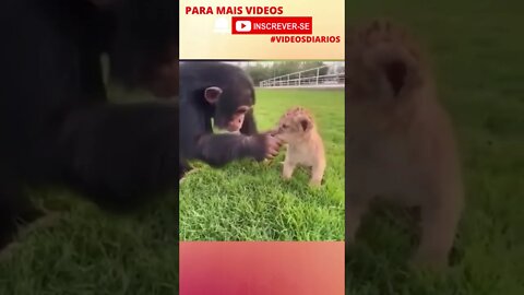 Tigre visitando o Doutor Macaco para exames periódicos #shorts