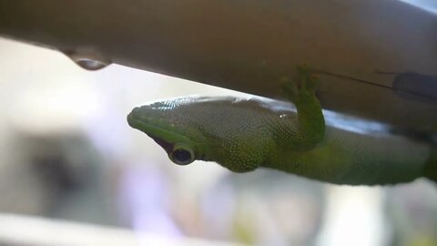 Green gecko Gekkota upside down on a bamboo Close macro