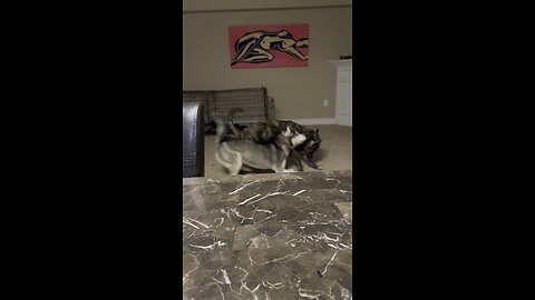 How dogs play fight