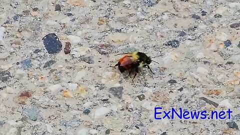 Orange Belted Bumblebee Tired and Cold