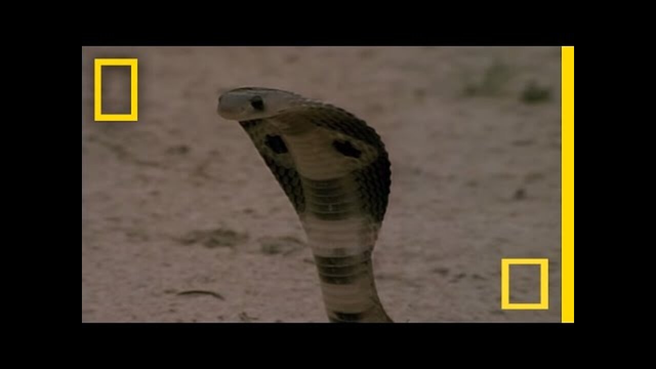 Cobra vs. Mongoose | National Geographic