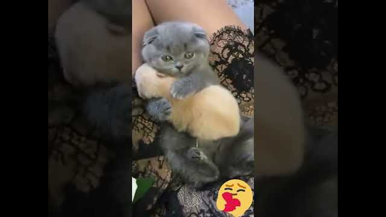 Funny & Cute Cats🥰🥰