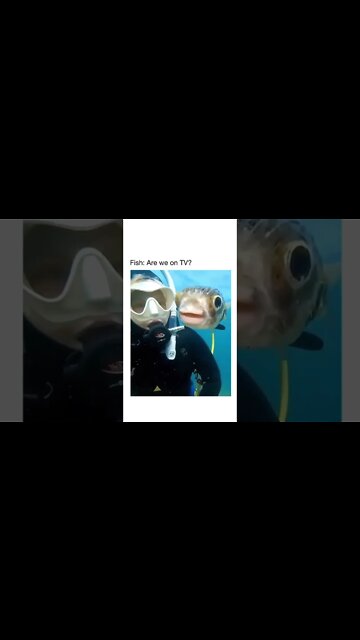 Fish are we on TV Funny #shorts