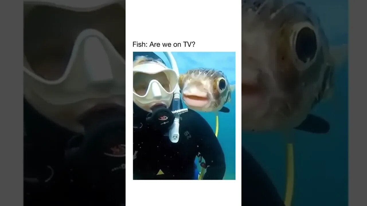 Fish are we on TV Funny #shorts