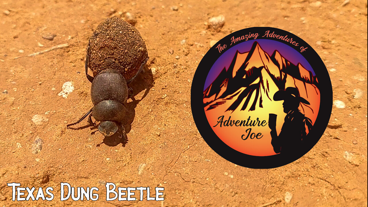 Dung Beetle a.k.a. Tumble Bugs (Texas)