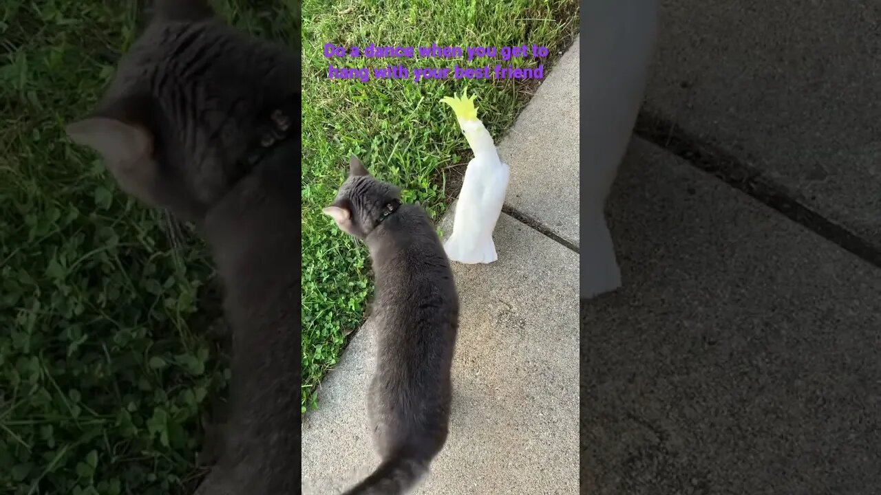 Dance cause your 😃 #cutepets #parrot #dance #shorts #cockatoo