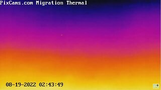 A large bird migrating - foggy conditions 8/19/2022