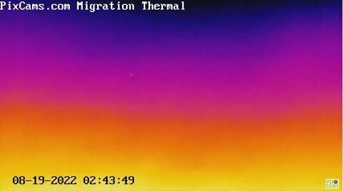 A large bird migrating - foggy conditions 8/19/2022