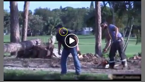 Tree Trimming Went Bad For This Protestor - Justice Served - Very Funny