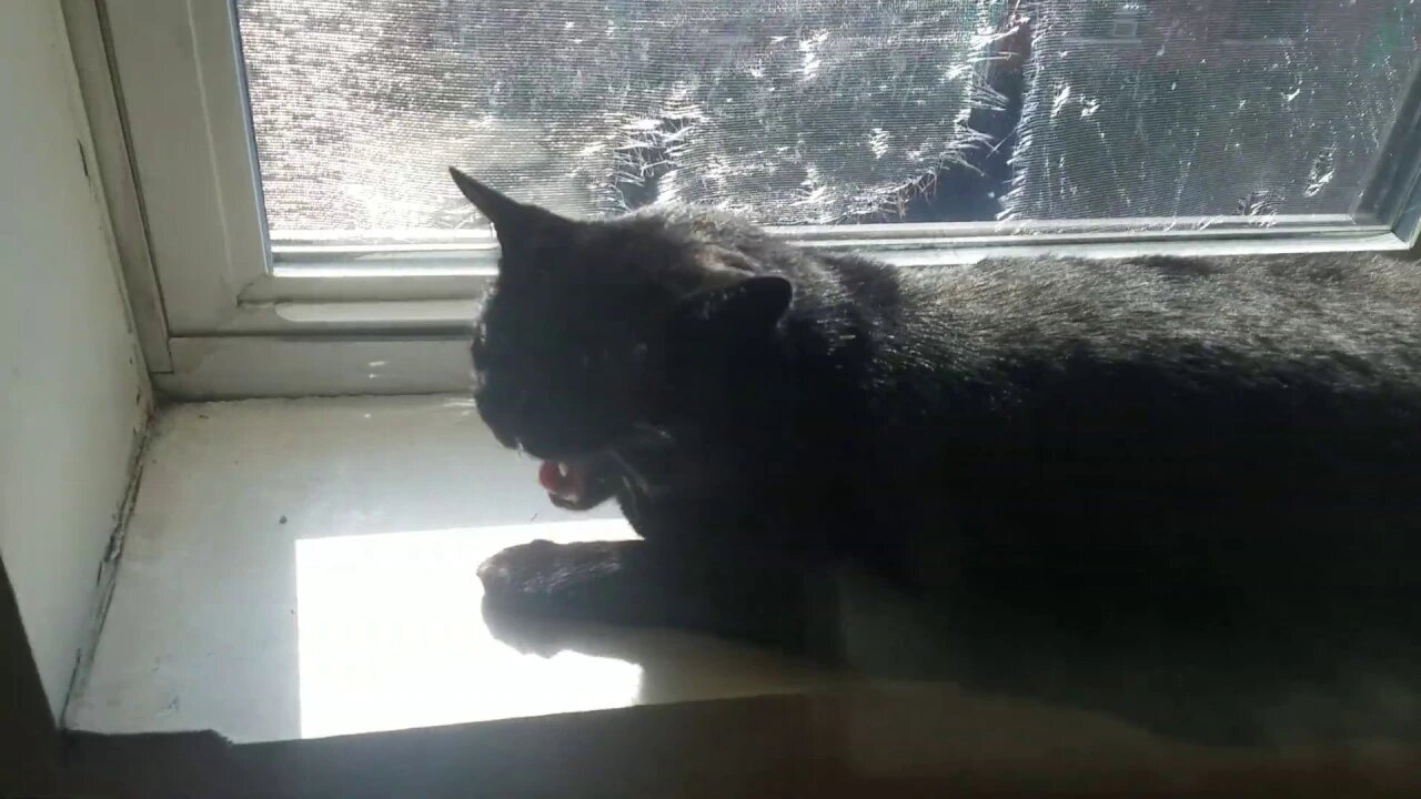 Does cat go "meow meow"?