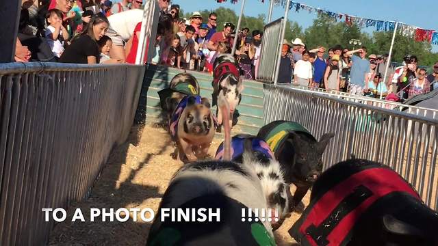 Pigs race each other for Canadian title