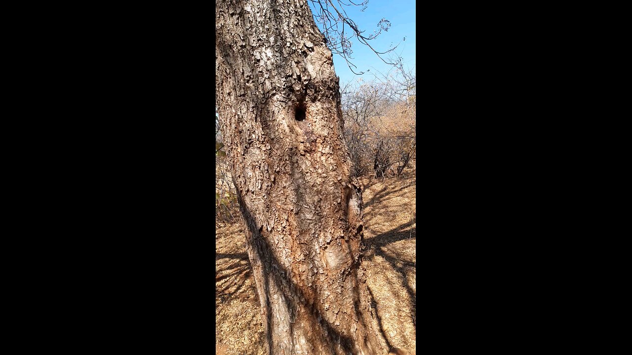 South Africa bird find while hunting
