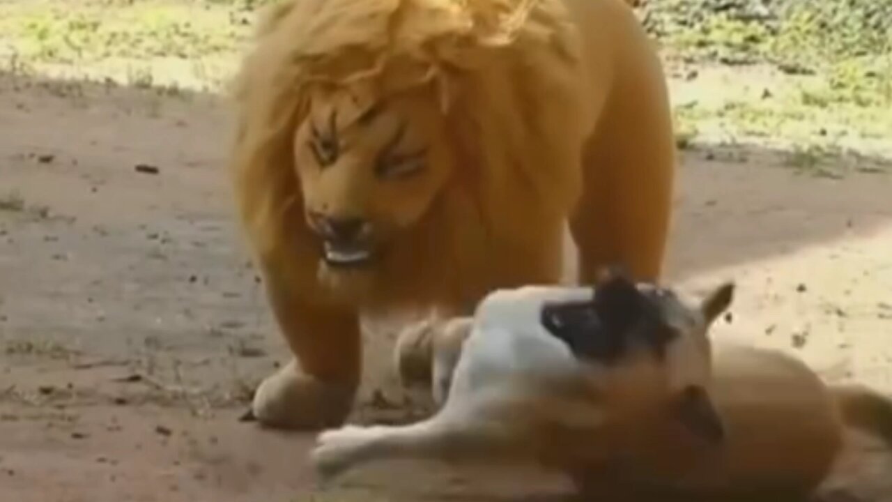 Lion vs Dog fight 🙀 !! #rumble #shorts #trending #funny #comedy