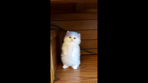 Cute white cat