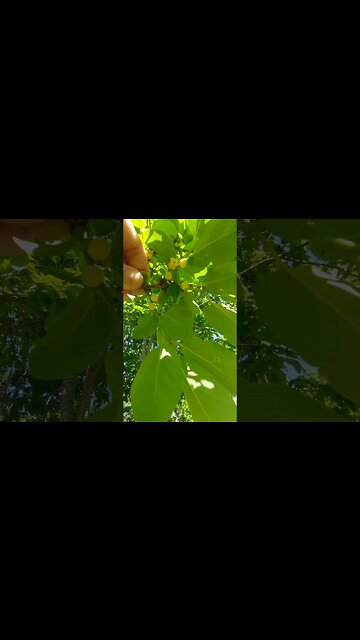 🍟what is this tree 🌳 👈📺👍