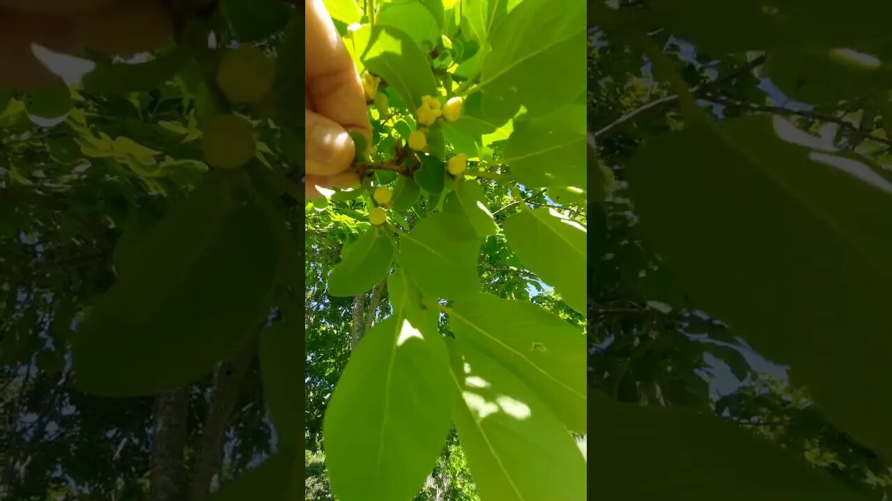 🍟what is this tree 🌳 👈📺👍