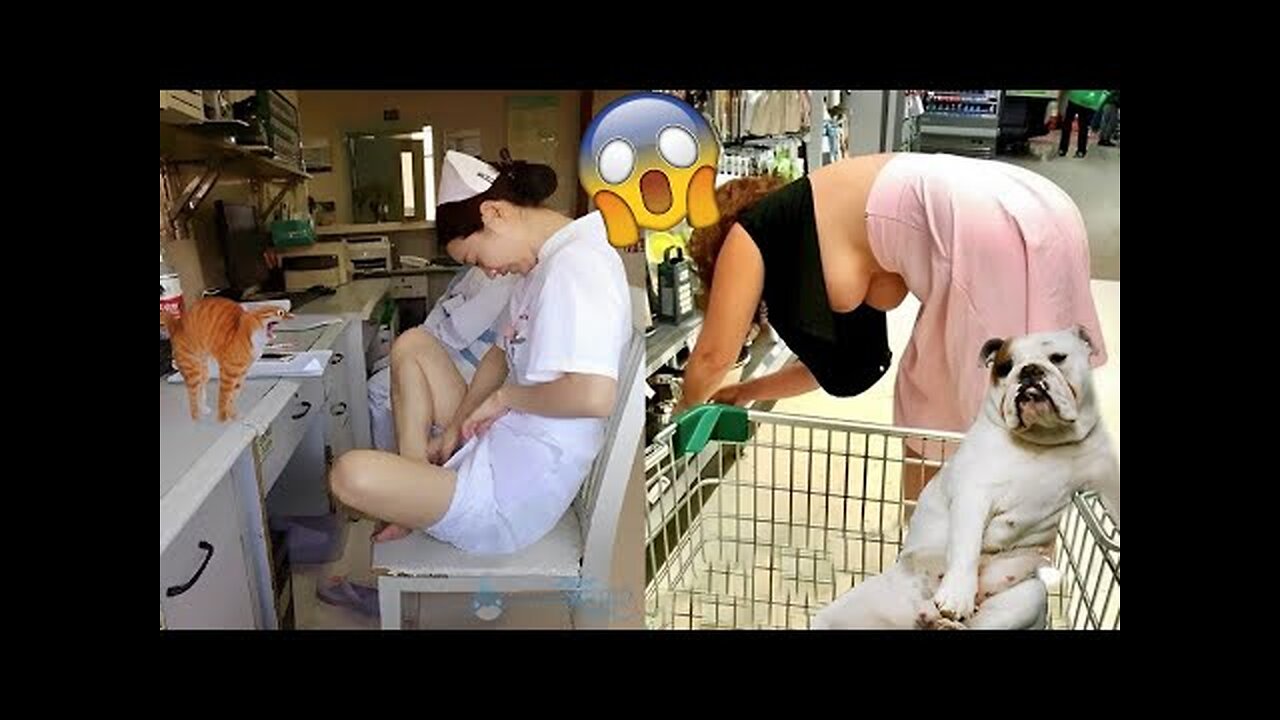 dog and cat funny video