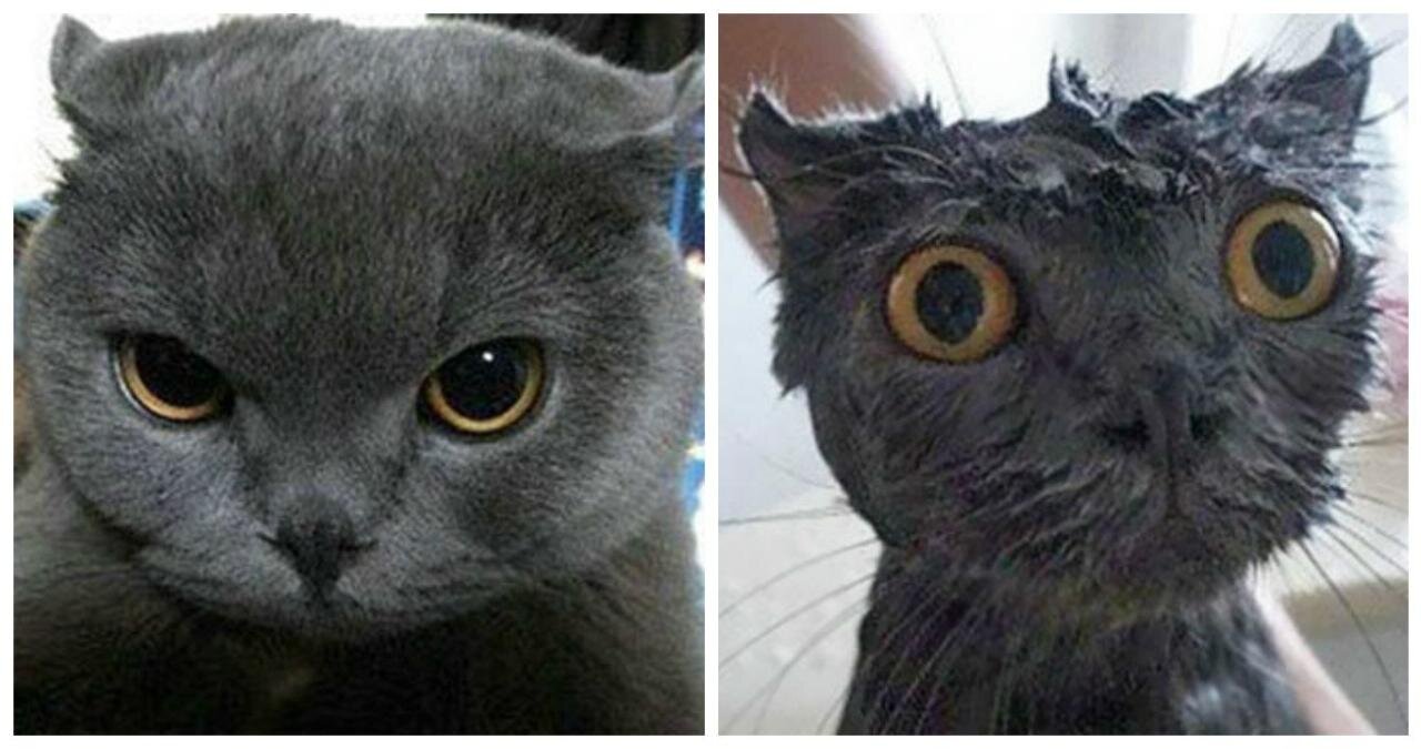 I HAVE NEVER SEEN SO FUNNY PETS!!))