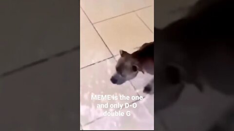 MEME is the one and only D-O double G #shorts #trending