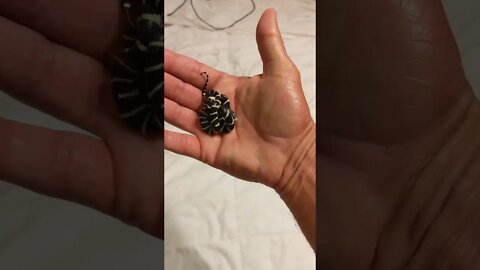 Leslie the BABY California King Snake -- So TINY! ... and SHINY!!