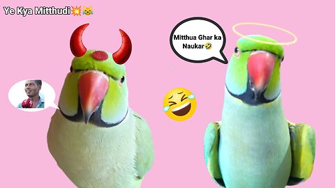 Cute talking Funny Parrot #fun with Indian Ringneck Parrot trending Reels