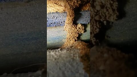 Termite shelter tubes on a garage wall are the most common place i have found them