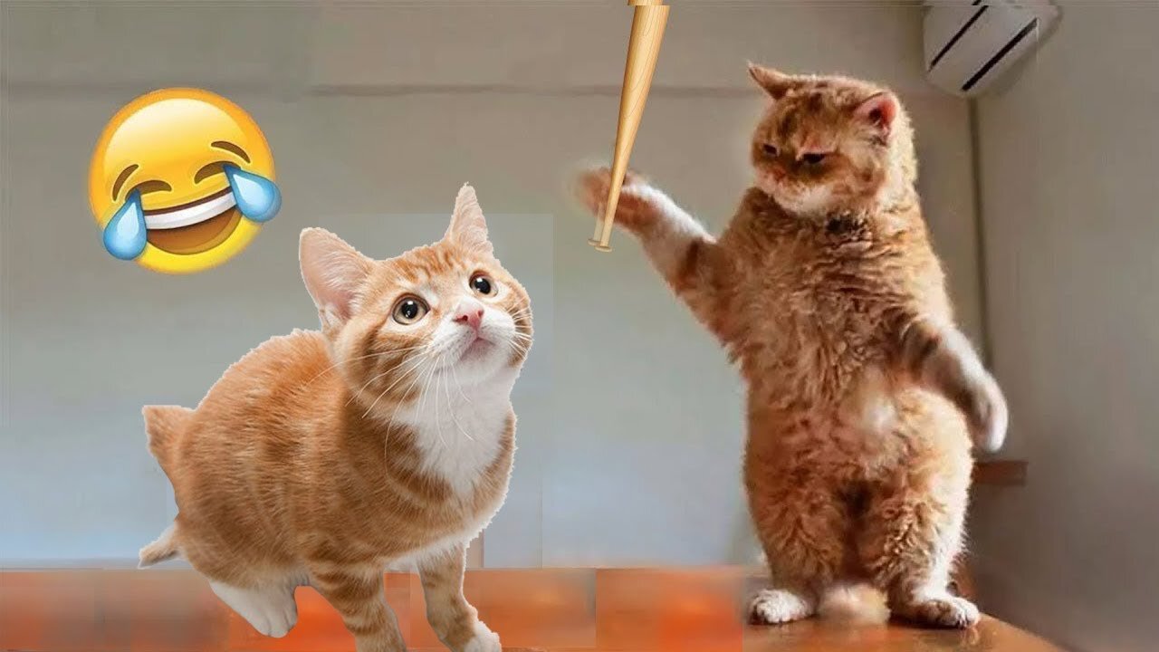 New Funny Animals 😂 Funniest Cats and Dogs Videos 😺🐶