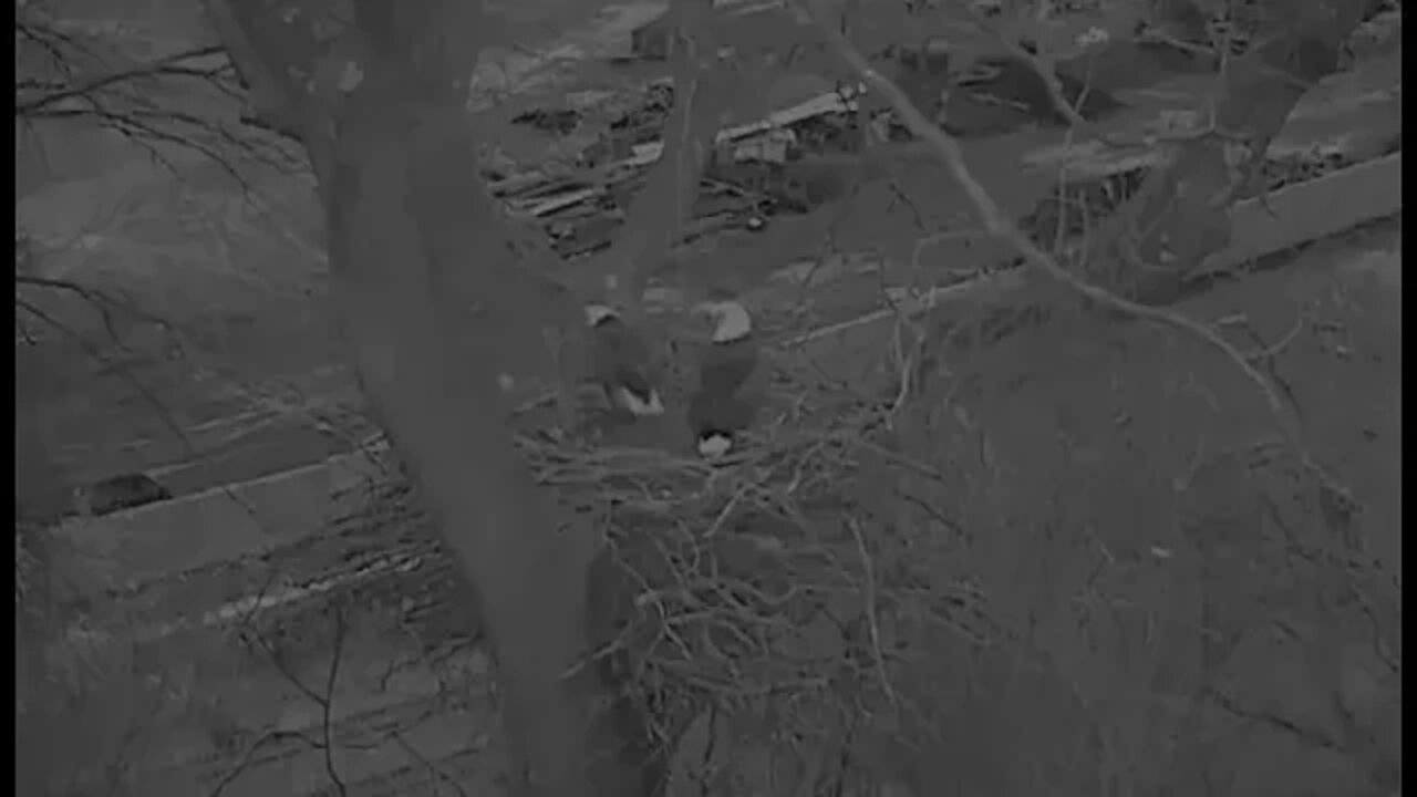 Pittsburgh Bald Eagles Hays Nest activity 12 23 2013