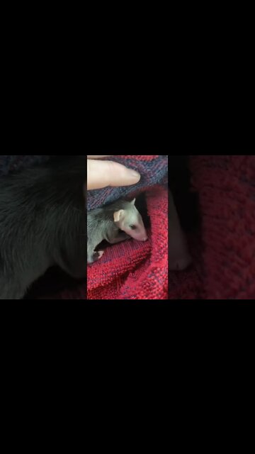 Opossum Rescue!! #shorts