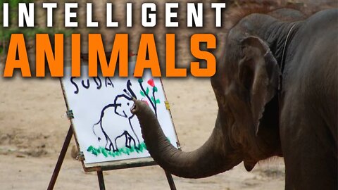 TOP 10 INTELLIGENT ANIMALS ON THE PLANET | ORANGUTANS | LANGUAGE | CHIMPANZEES | OCTOPUS