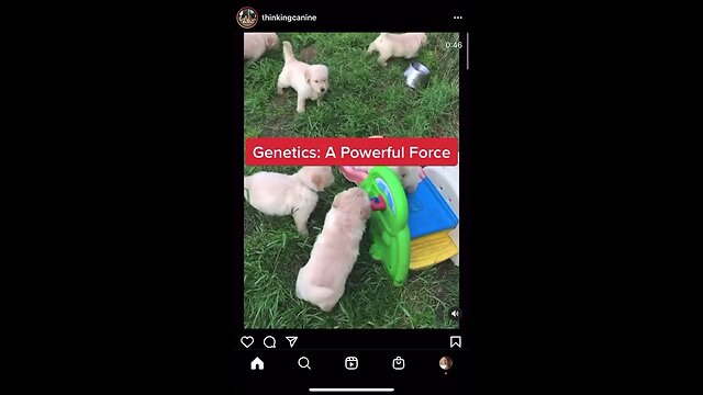 Five week old puppies showing genetic aggression.