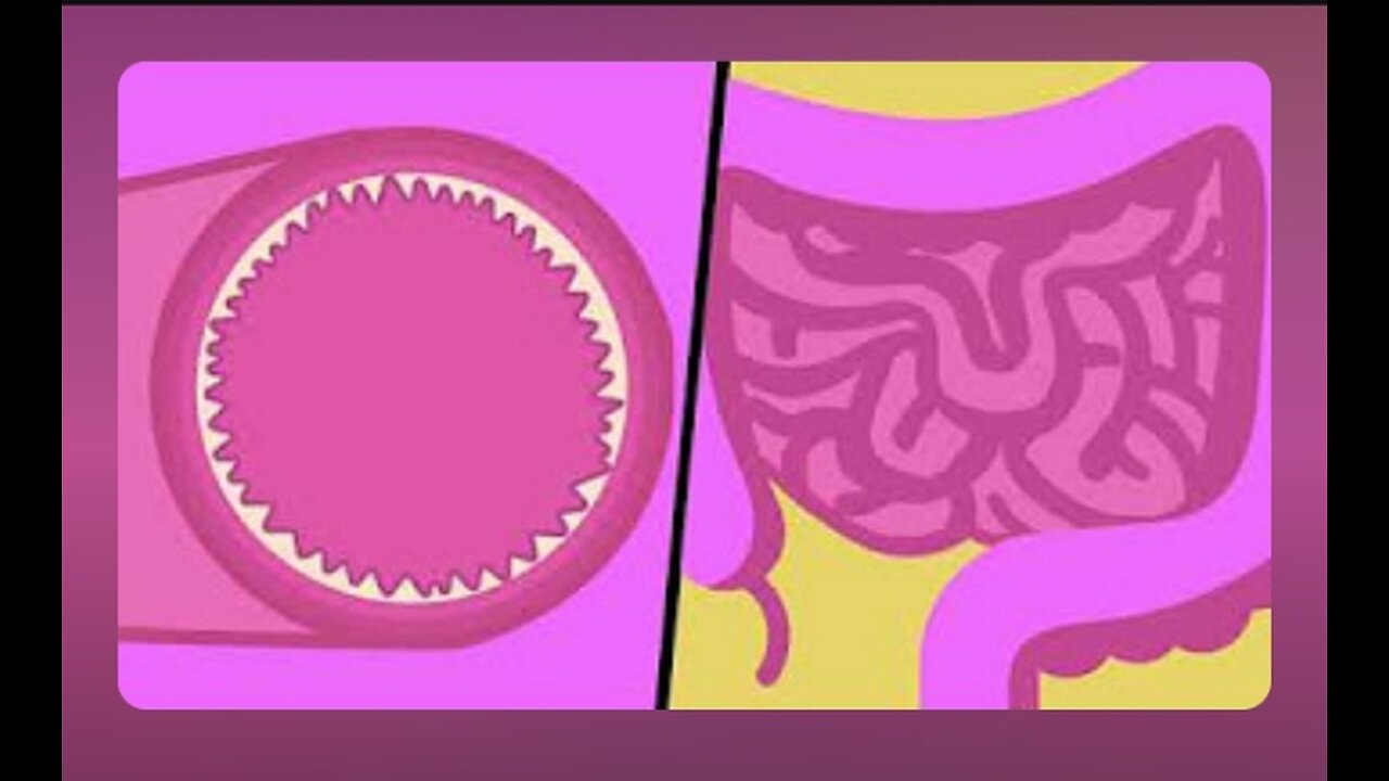 Small intestine and food 🥑🥝 absorption