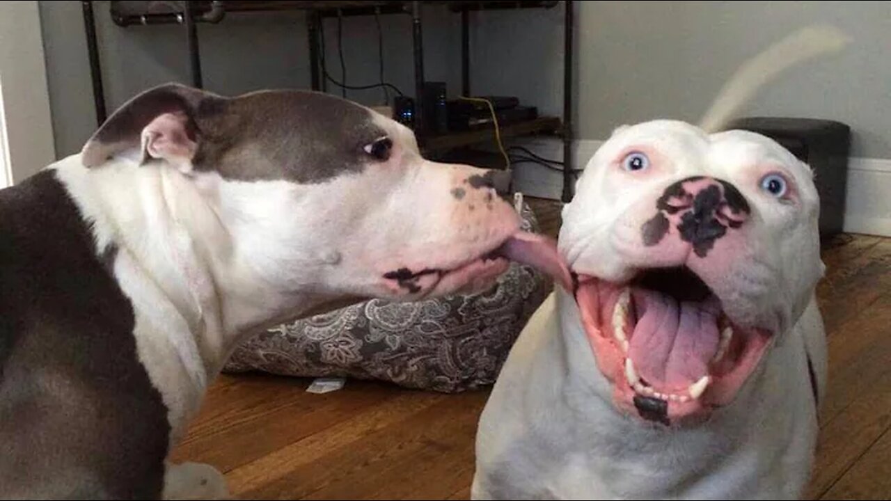 Funny Pitbull - Funny Dog Videos that Make You Burst Into Tears Laughing 😂