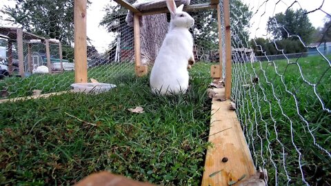 Cucumber the rabbit proving something