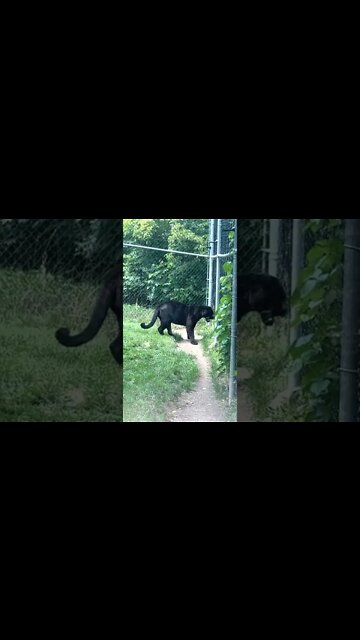 Black Panther / Black Jaguar at Moncton Zoo