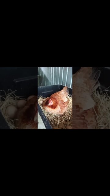 Good morning Forest. Just got back on her eggs after her morning run around