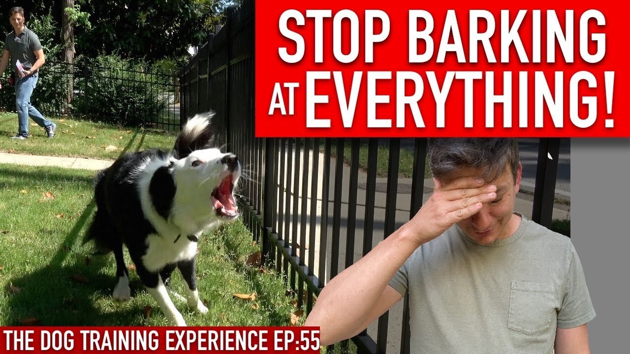 How to Train Your Dog to STOP BARKING at EVERYTHING That Moves!!