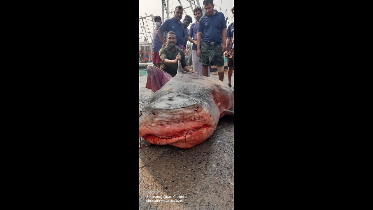 Omg...!!! Huge Dead Shark at Beach side with babies