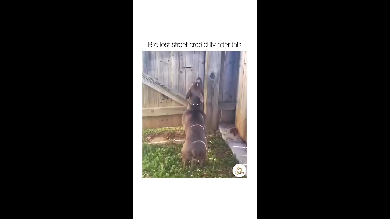 Funny dog mimicry