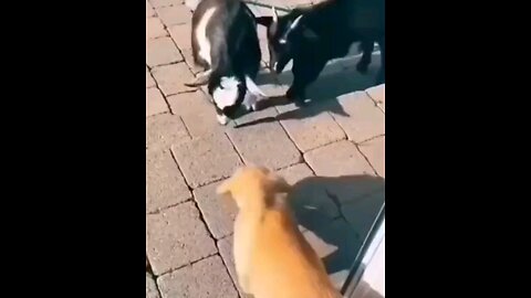 DOG AND GOAT FIGHT