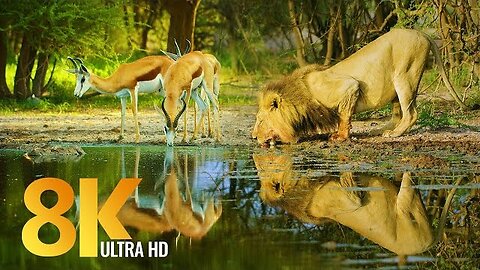 Amazing Wildlife of Botswana - 4K Nature Documentary Film