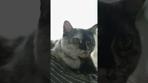 KUCING LUCU #PART 63