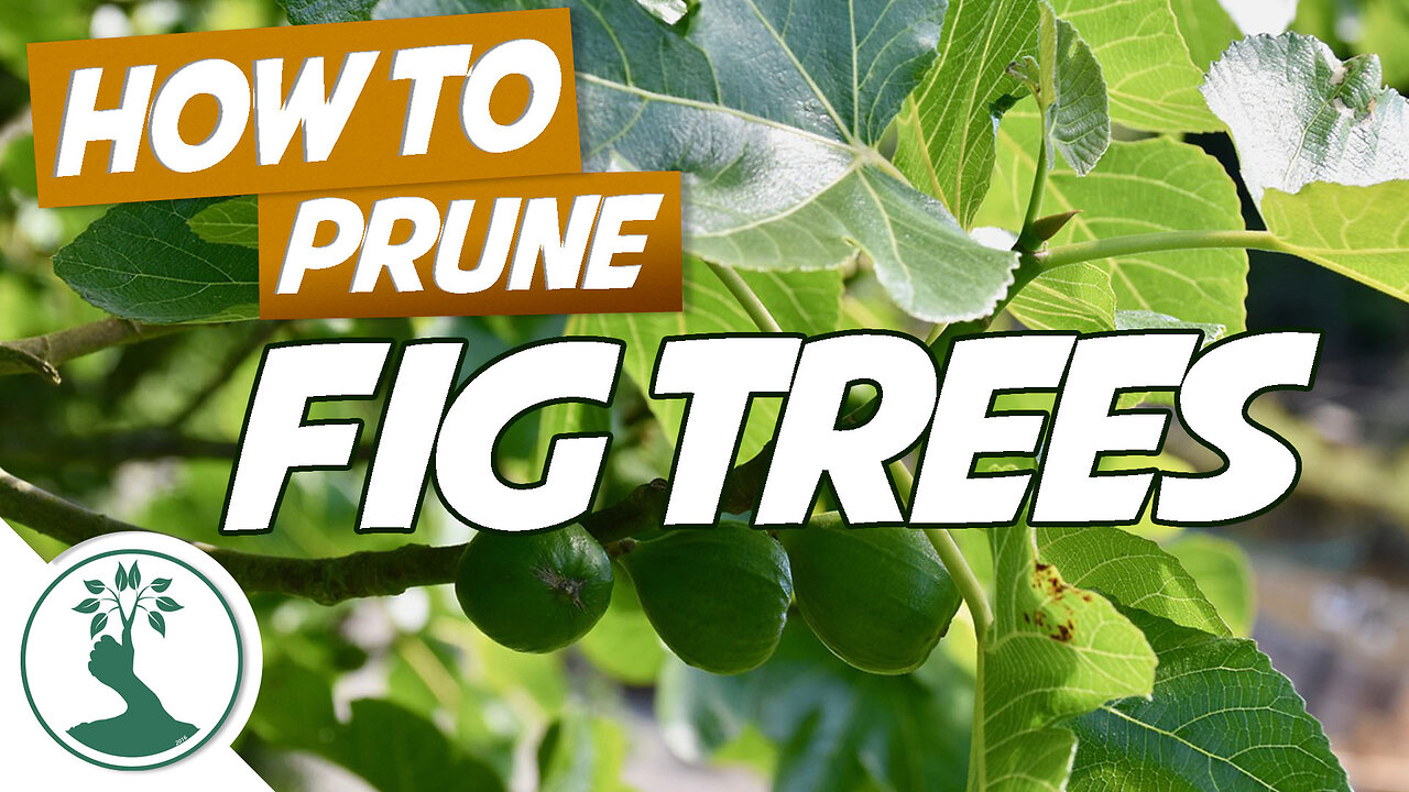 How To Prune Fig Trees | Tips For Pruning Trees