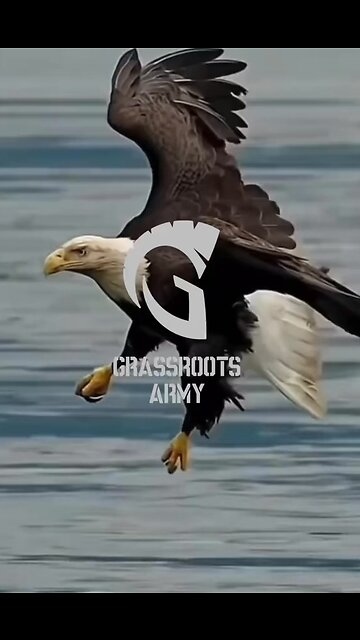 Let’s stop wasting time with Crows and LEVEL UP. #GrassrootsArmy