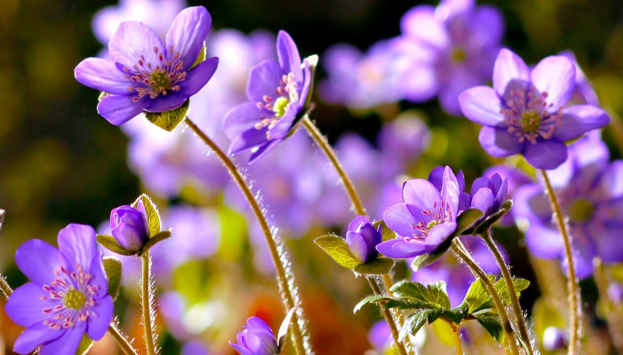 FLOWERS CAN DANCE___ Amazing nature_ Beautiful blooming flower time lapse video