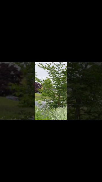 Cinematic Video Mode on iPhone 13
